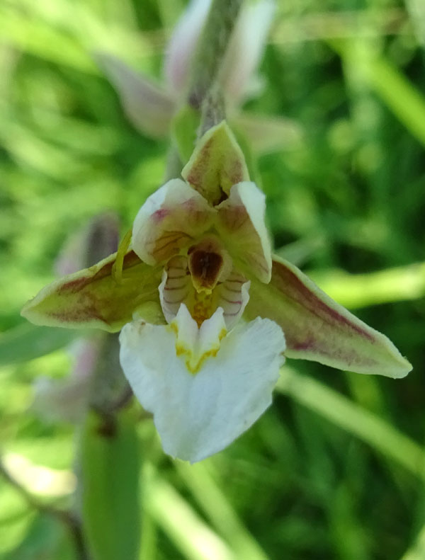 Epipactis palustris